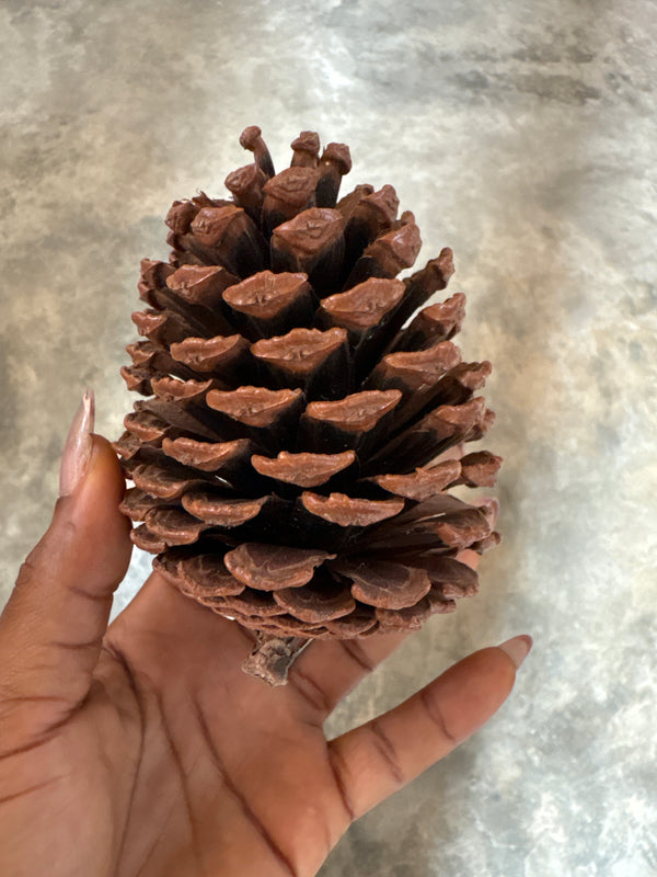 Large pinecones
