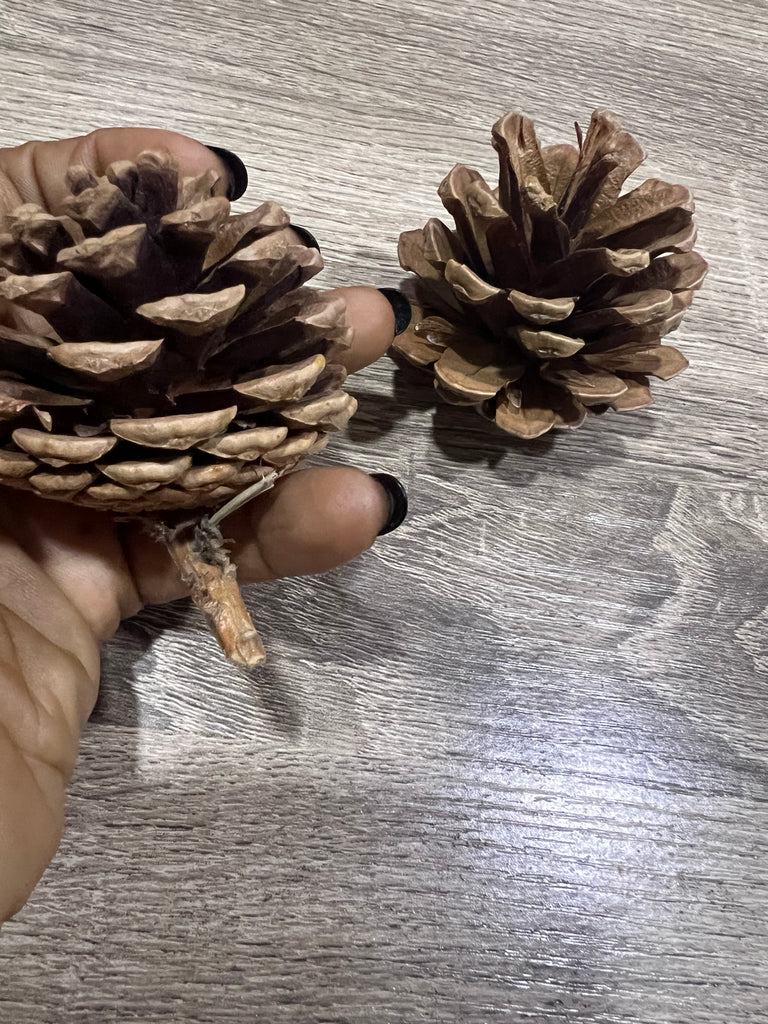 Large pinecones