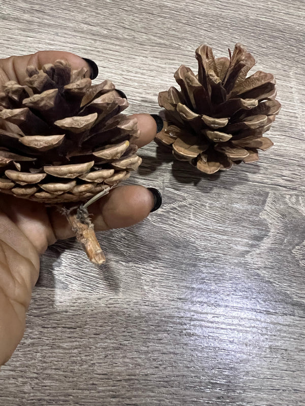 Large pinecones