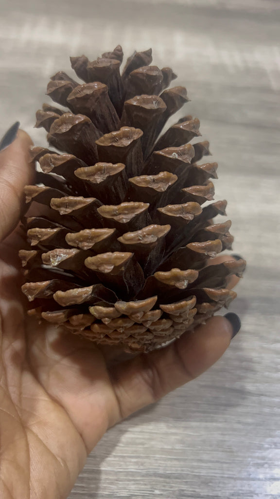 Xlarge pinecone