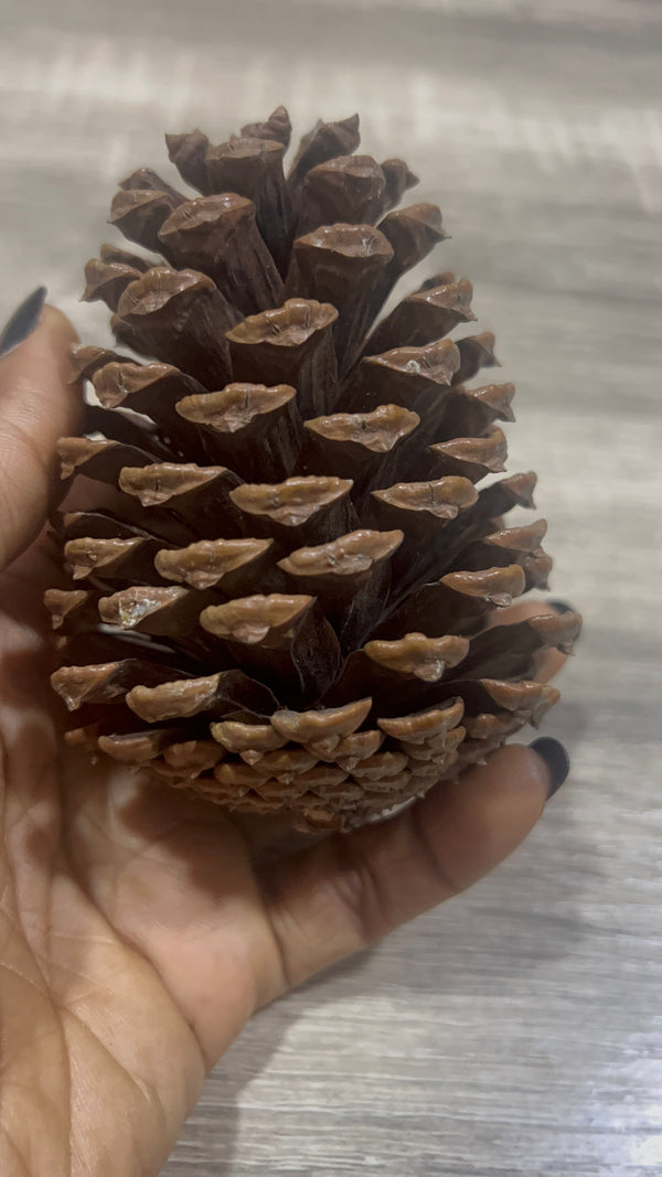 Xlarge pinecone