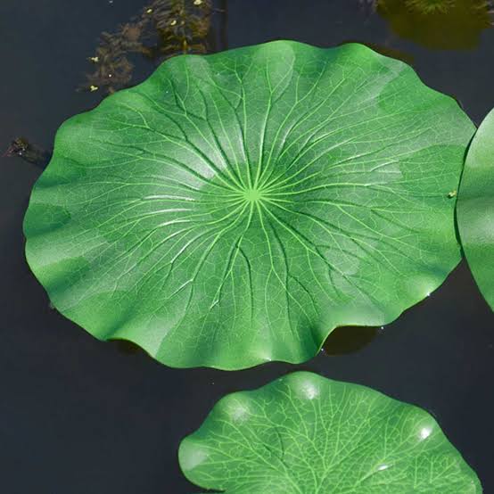 Lotus Leafs