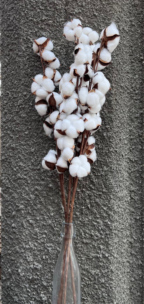Cotton floral Stems